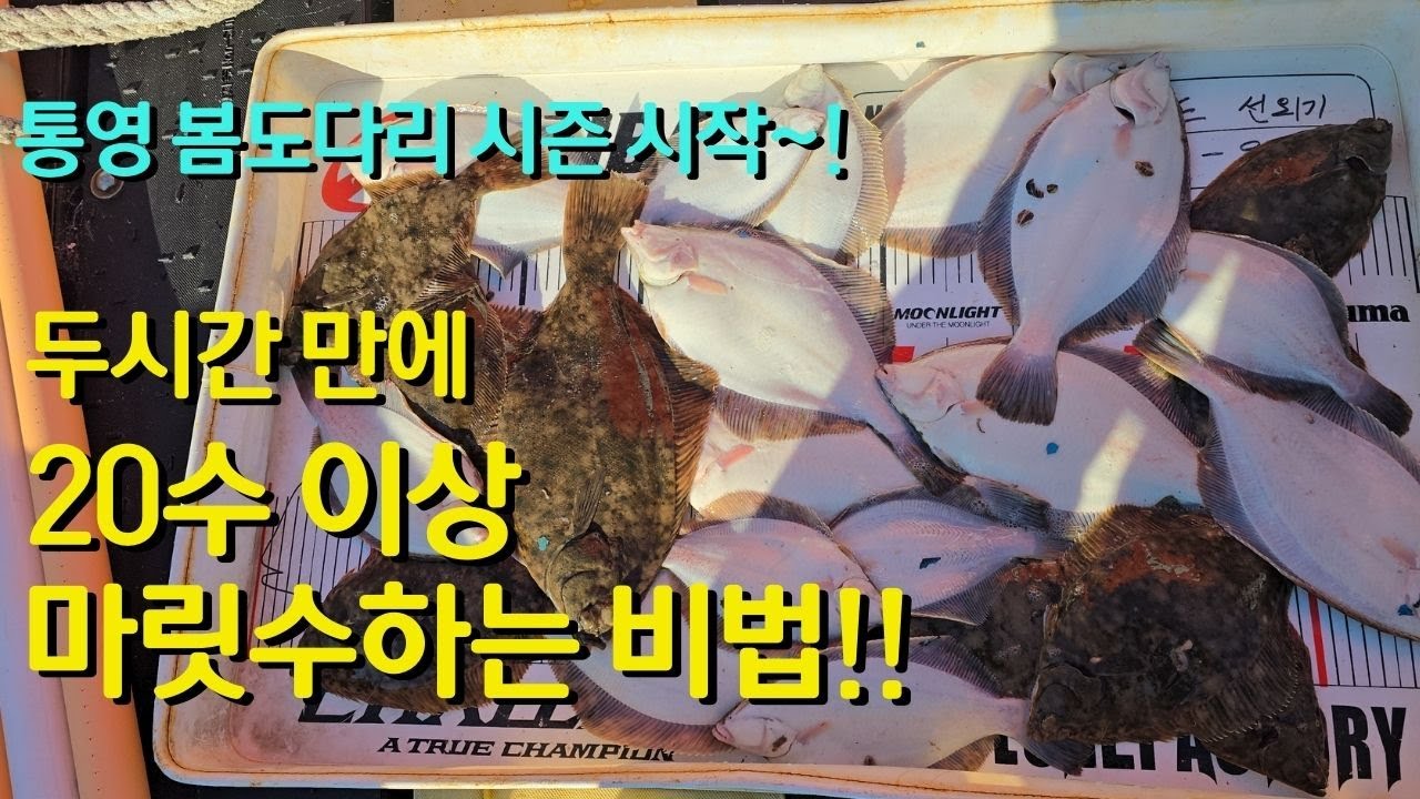 통영 봄도다리 4짜 도다리 실화? 2시간만에 20수이상 마릿수 잡아내는 비법 대공개
