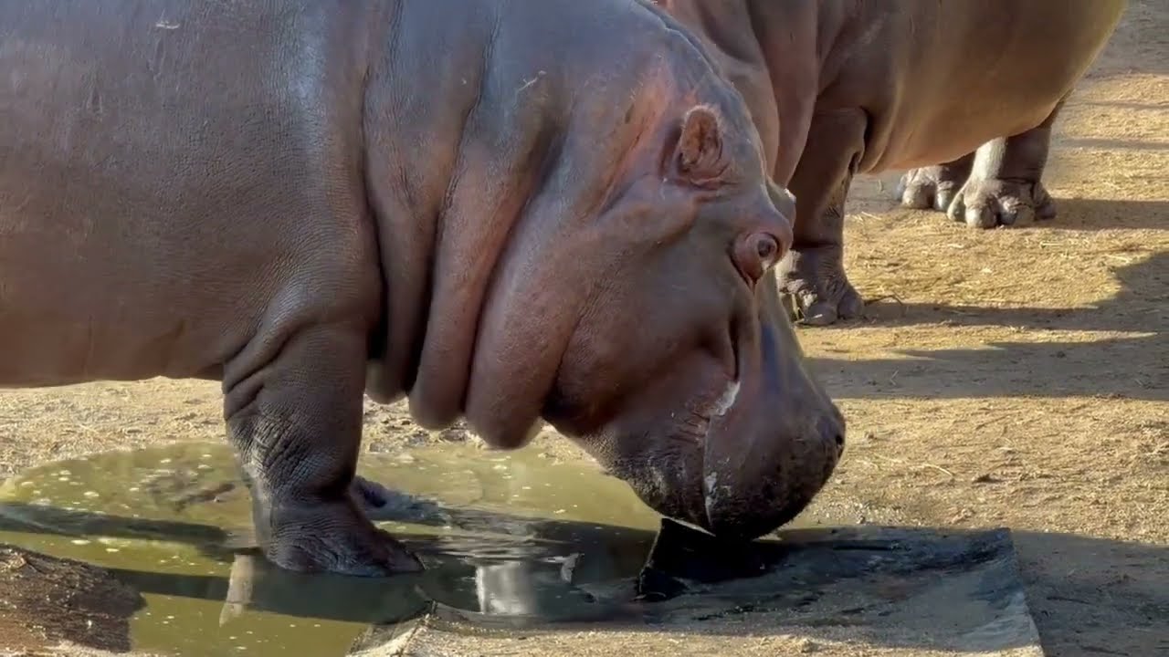 The Mighty Hippo: A Story of Strength, Speed, and Surprising Traits