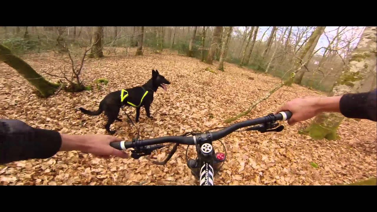GoPro Hero 3 : Cani Vtt Berger Hollandais 2