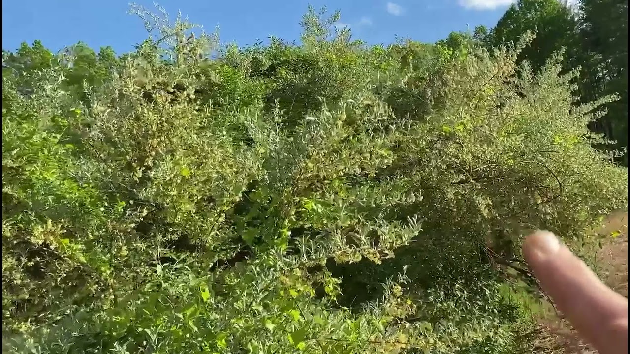 Elaeagnus shrubs: MD Invasive species!