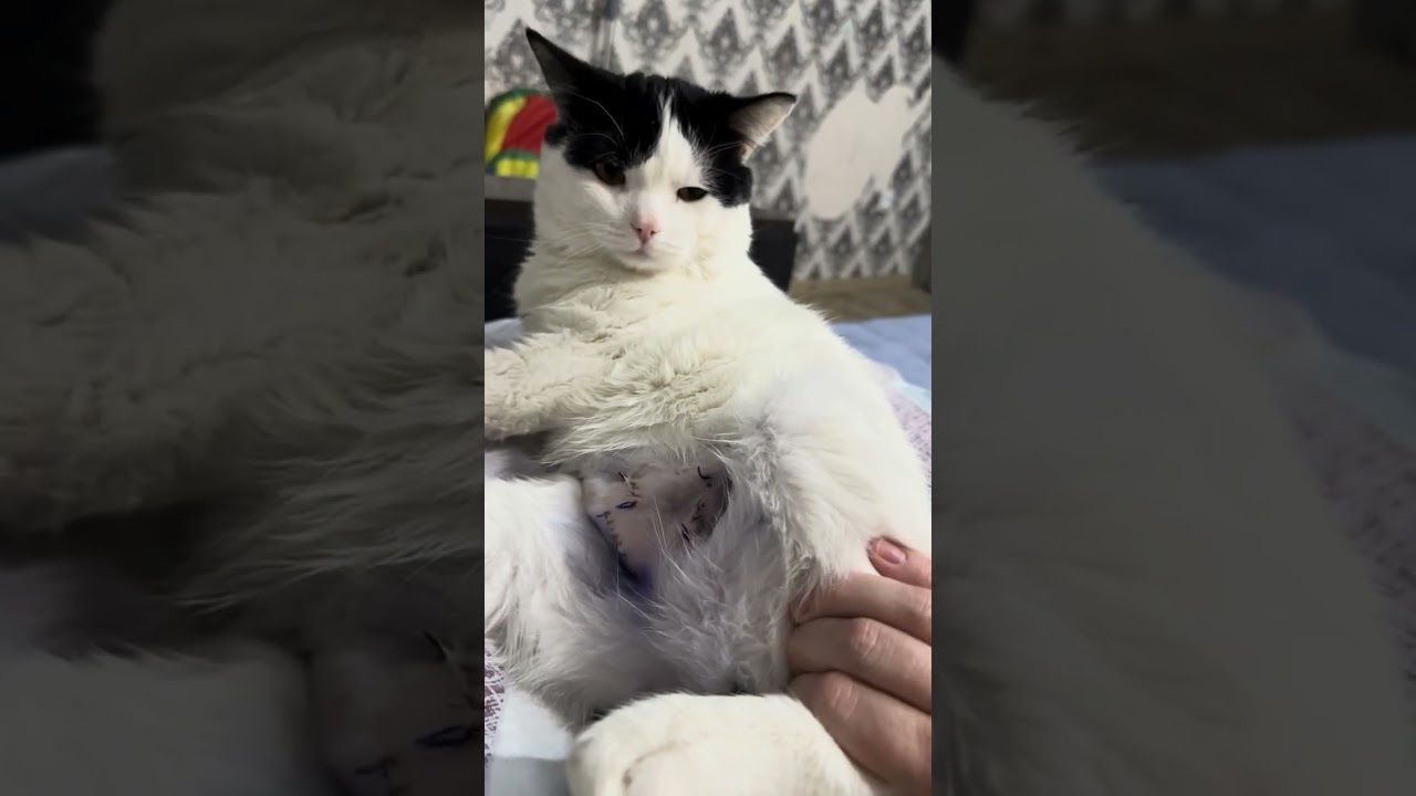 The cat and the rabbit are best friends