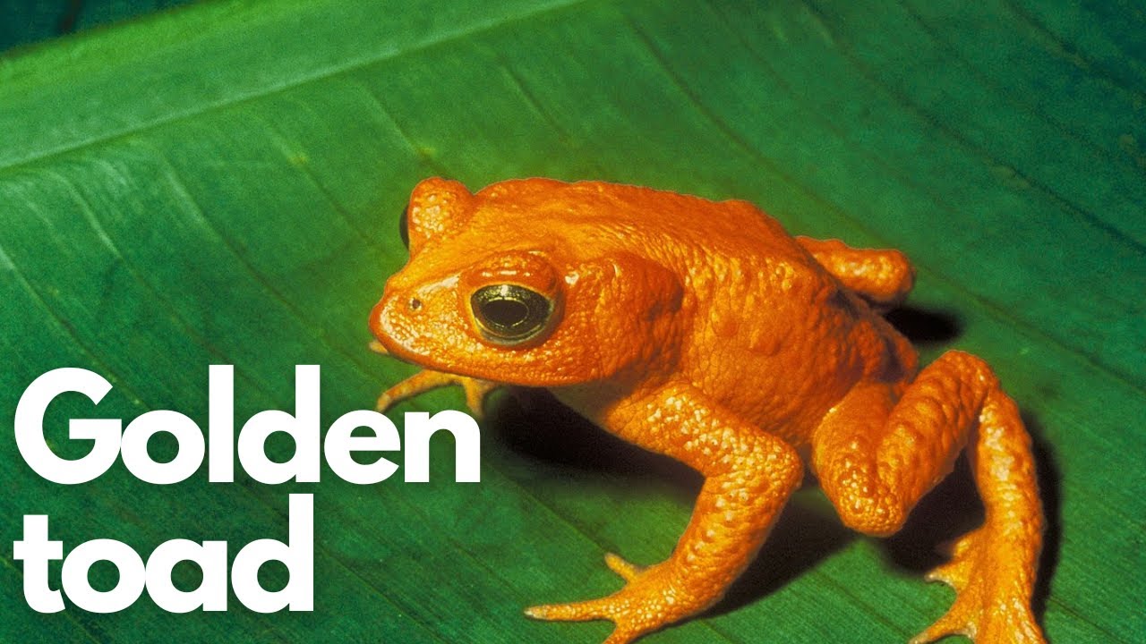 The Enigmatic Tale of the Golden Toad