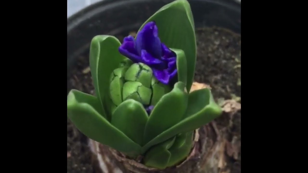 Hyacinth Bulbous plants