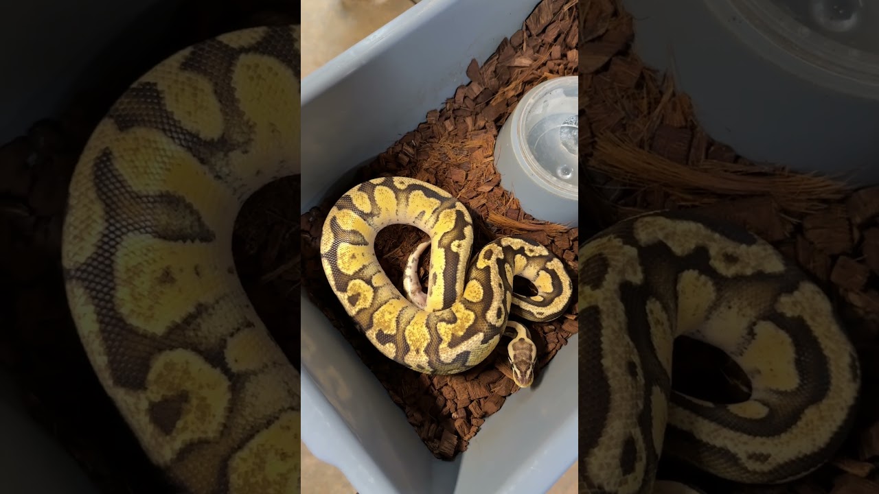 Hijack Pieds on the way! #ballpython #ballpythonmorphs #piedballpython
