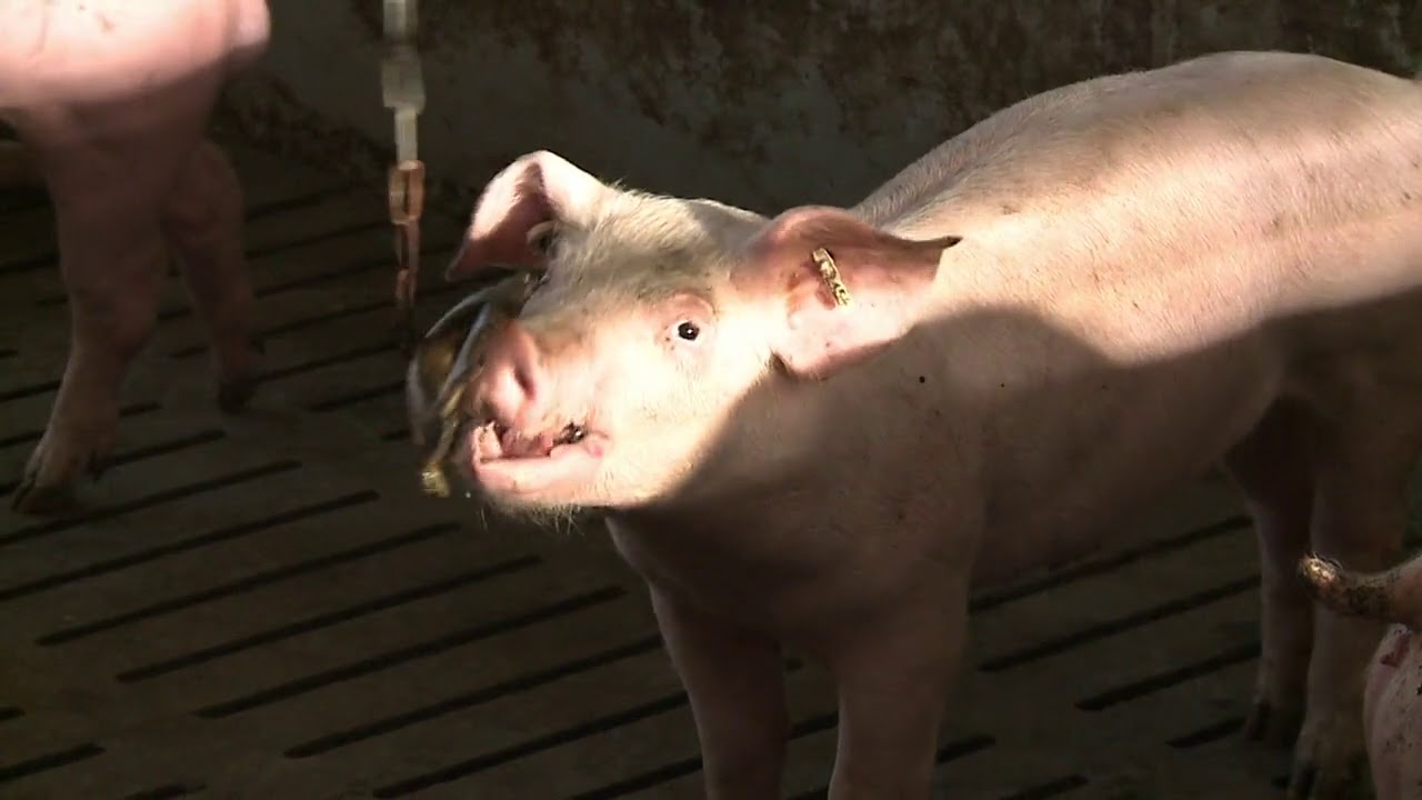 Environment Fully Slatted  - lying behaviour and sensor placement in pig buildings