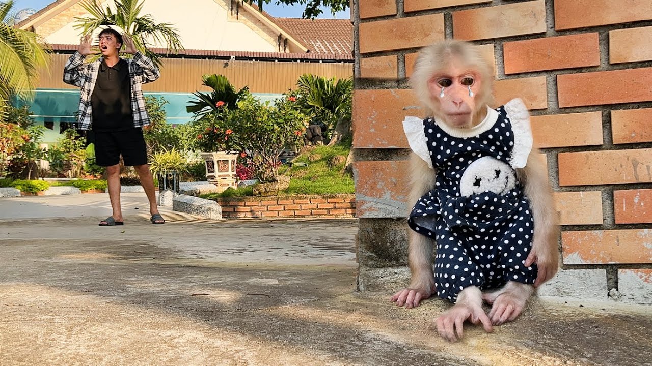 So sad😥! Monkey Luk sadly left home because...