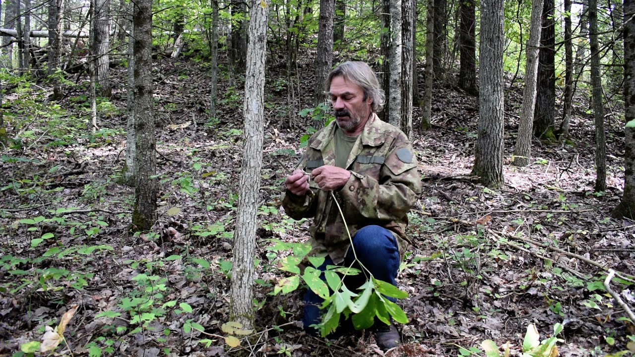 Ginseng: Wild Edibles of Michigan