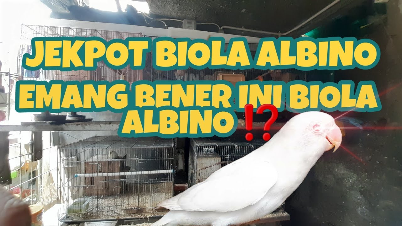 UPDATE ANAKAN BIOLA ALBINO MM‼️