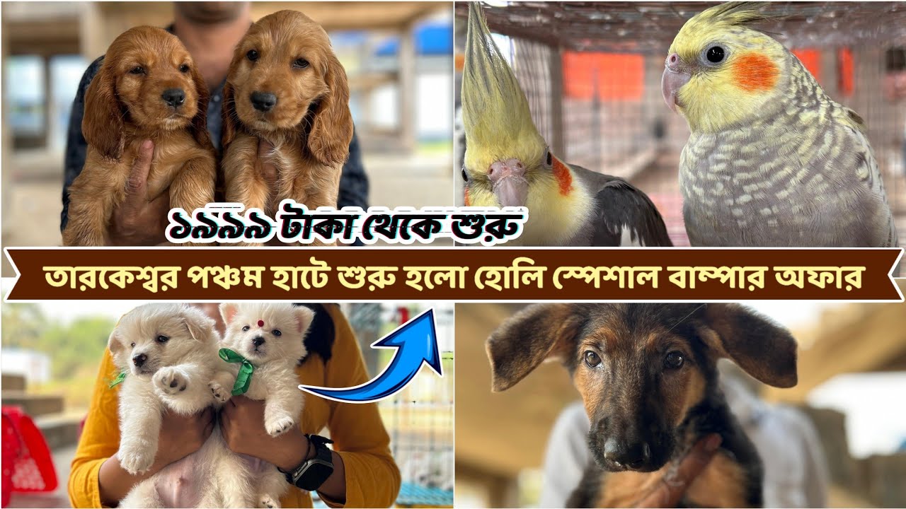 মাত্র 1999 টাকায় কুকুরছানা কিনুন! | Tarakeswar Pet Market|Dog Market in Kolkata Price|Kolkata dogs