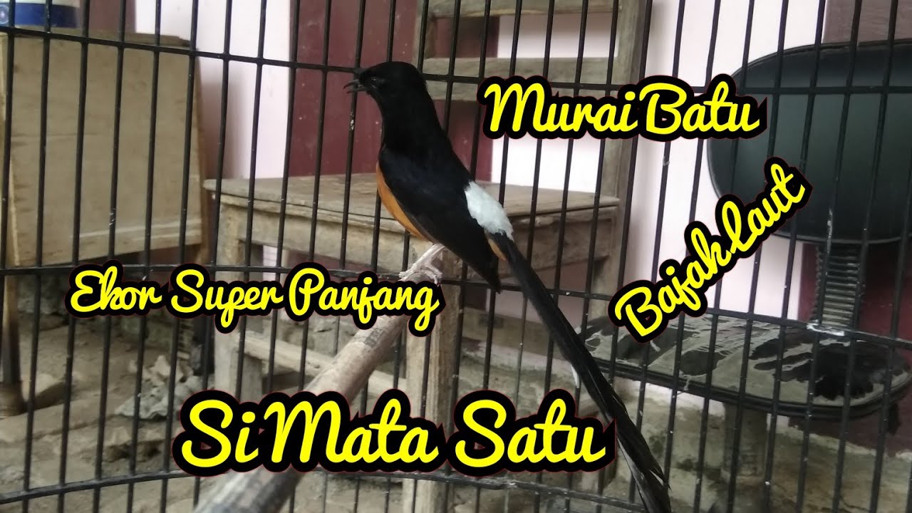 Murai Batu Istimewa,,,Mata Satu Si Murai Batu Ekor Panjang,,Gacor Bongkar Isian