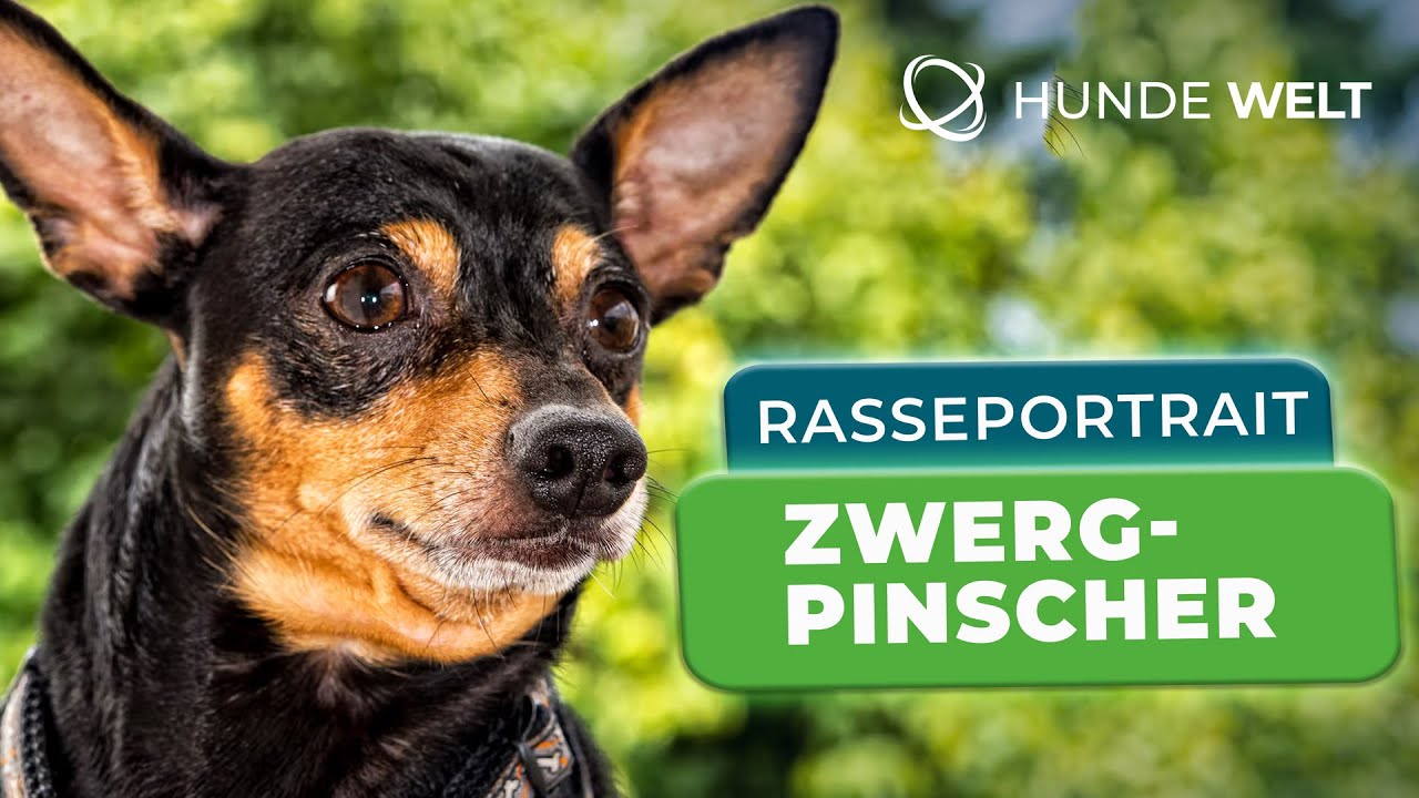 Zwergpinscher - Rasseportrait | Herkunft, Aussehen & Erziehung