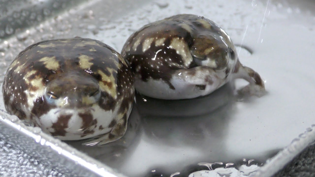 シャワーを浴びるアメフクラガエルがカワイイ❗️ The rain frog which takes a shower