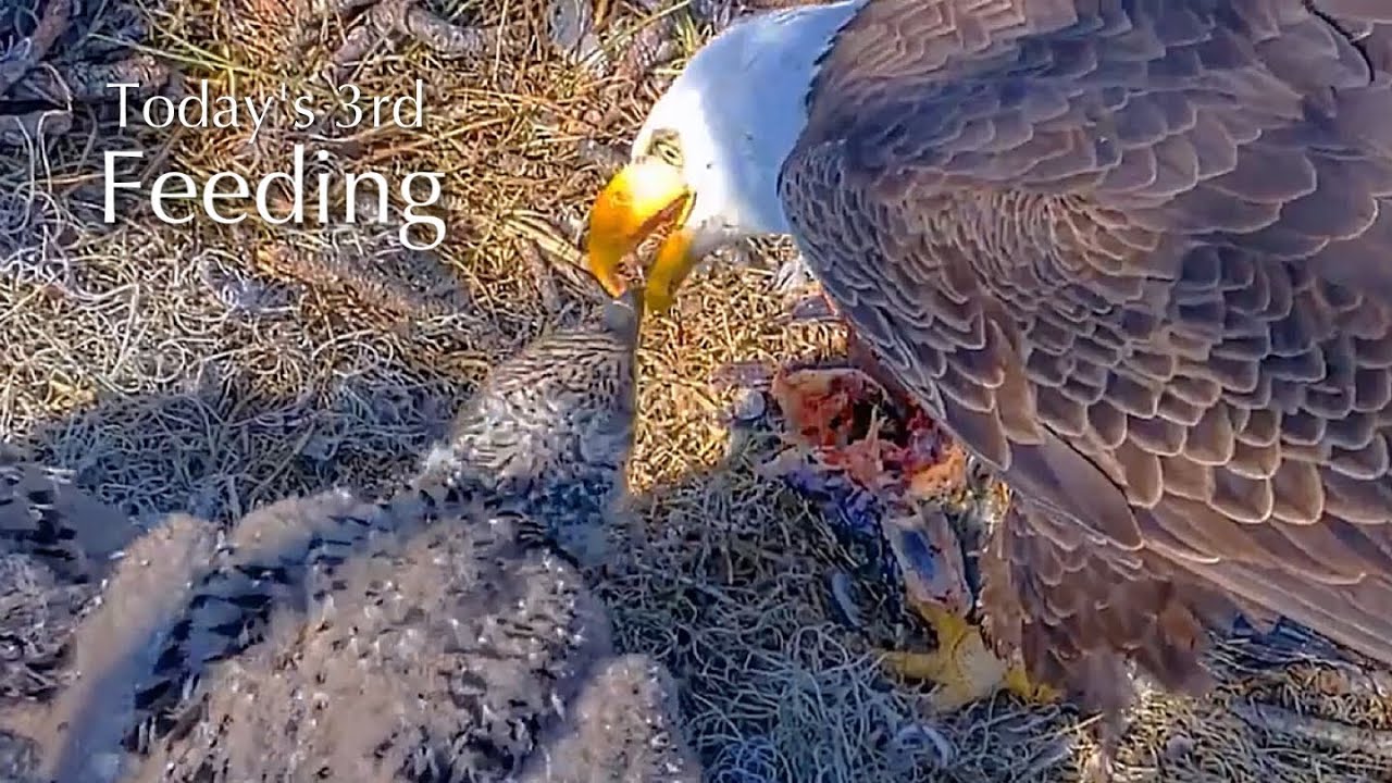 #270🦅NE32🐥33° & NE33🐥31°／NEFL 2025-2026／Gabby💗Beau／by American Eagle Foundation