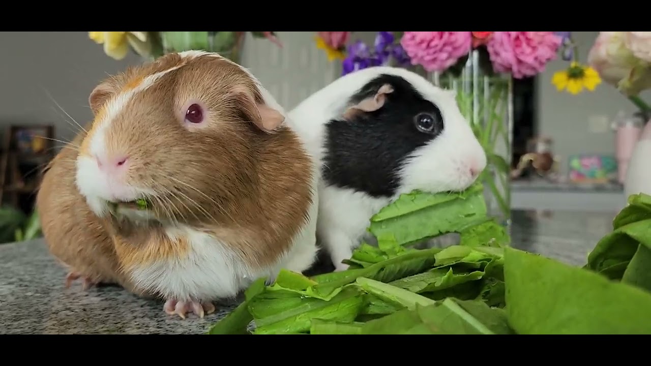 P200 cute happy guniea pigs Milky Coco weekend routine calming relaxing soothing #cuteanimals #cute
