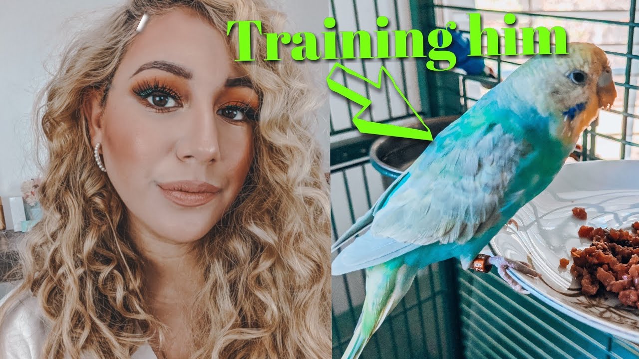 Training Session with my new baby budgie In real time