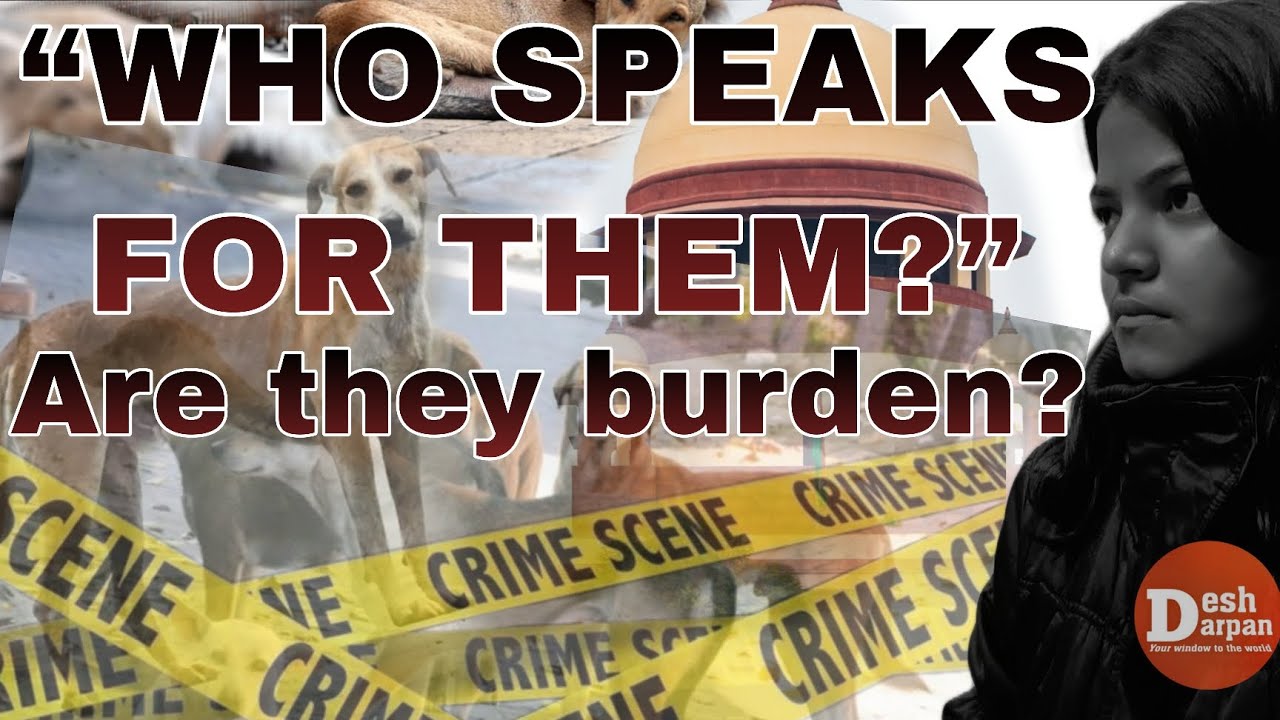Who speaks for them? #StrayDogsCase #SupremeCourt #AnimalRights #deshdarpan #news 