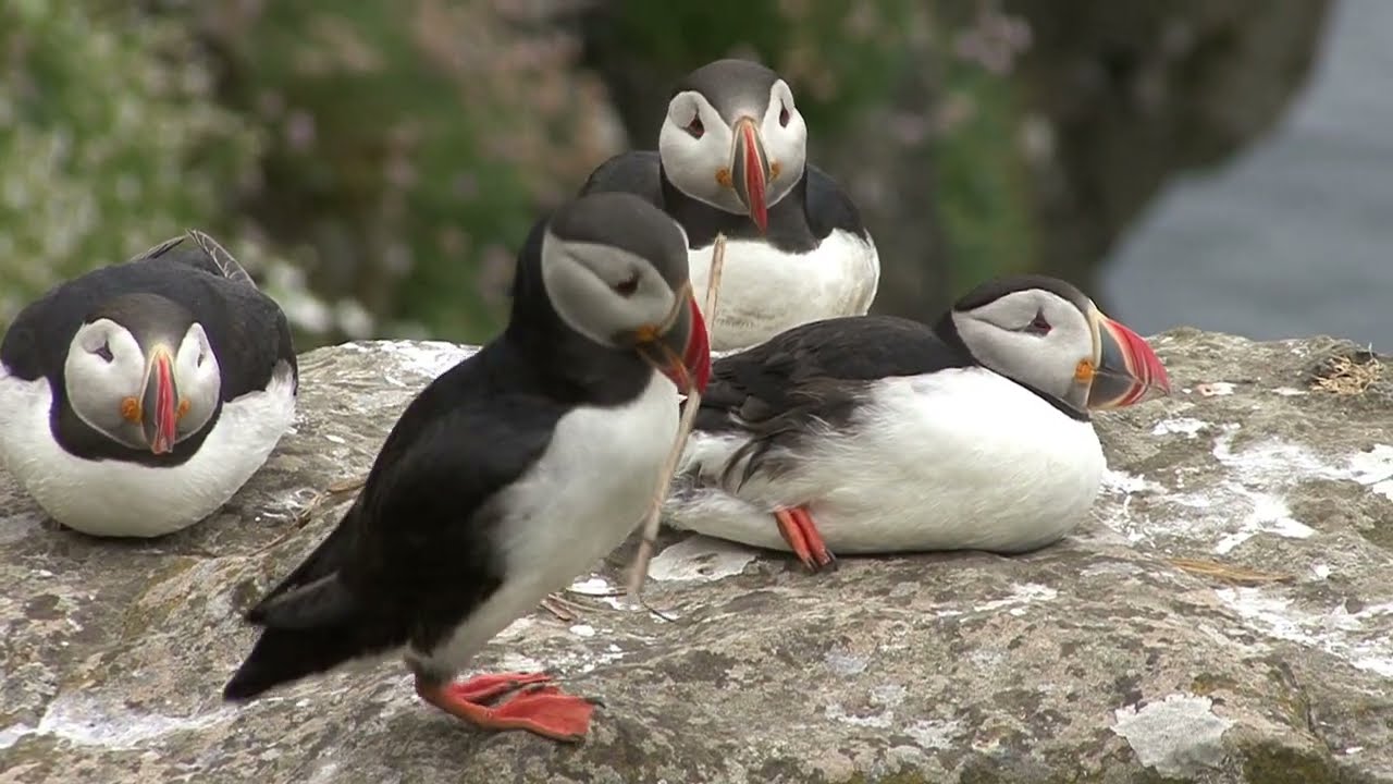 Hebridean Wildlife