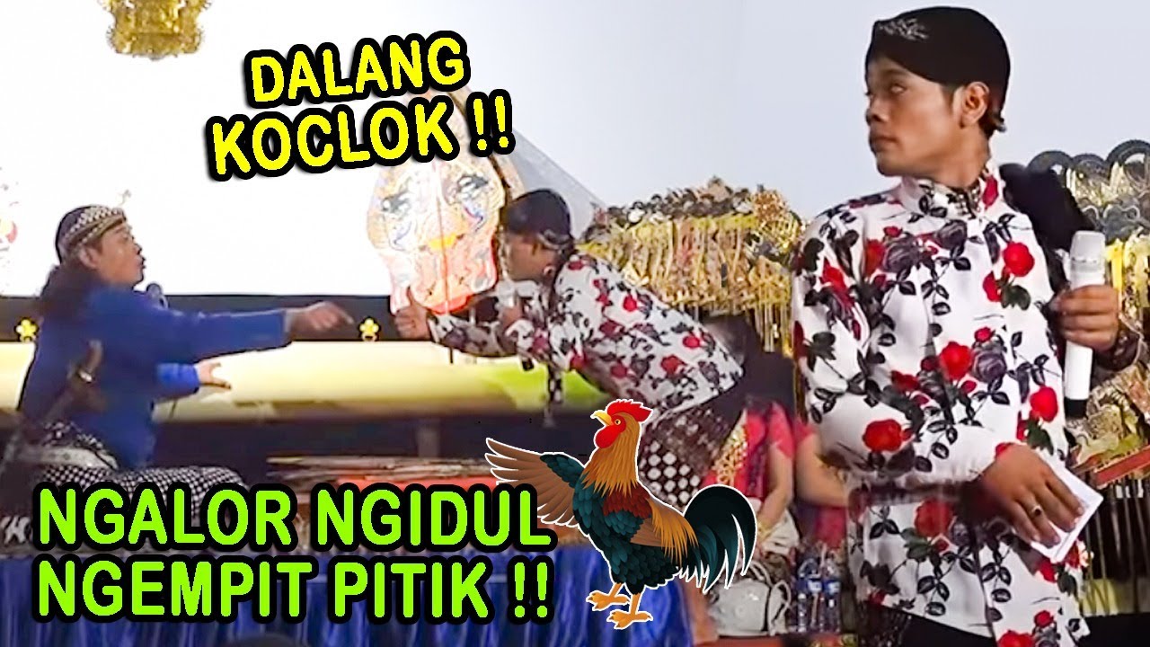 Percil Cs : Ngomongne Dalange senengane adu Pitik..!!