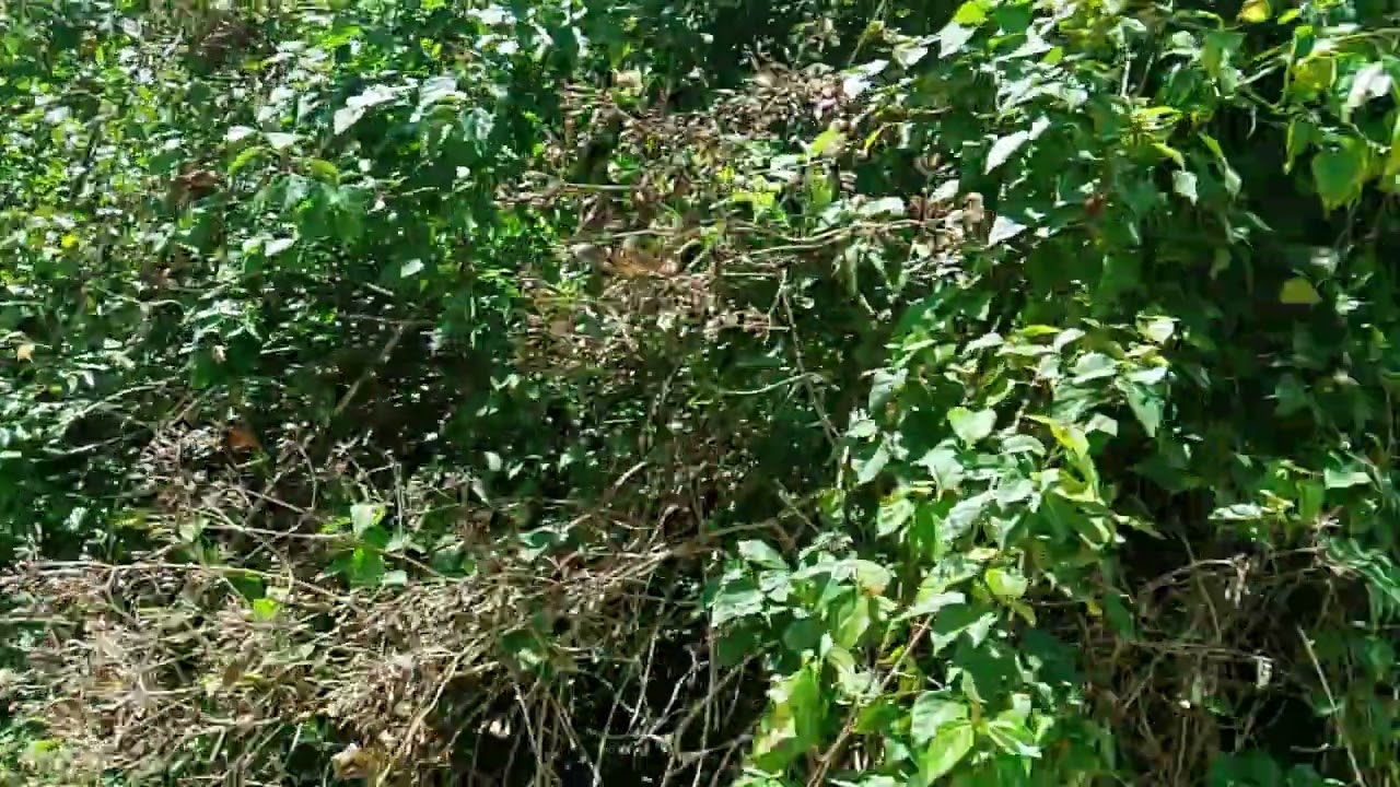 sa ibaba na po kami at may motor dumaan mararaming punong kahoy dinadanan namin po