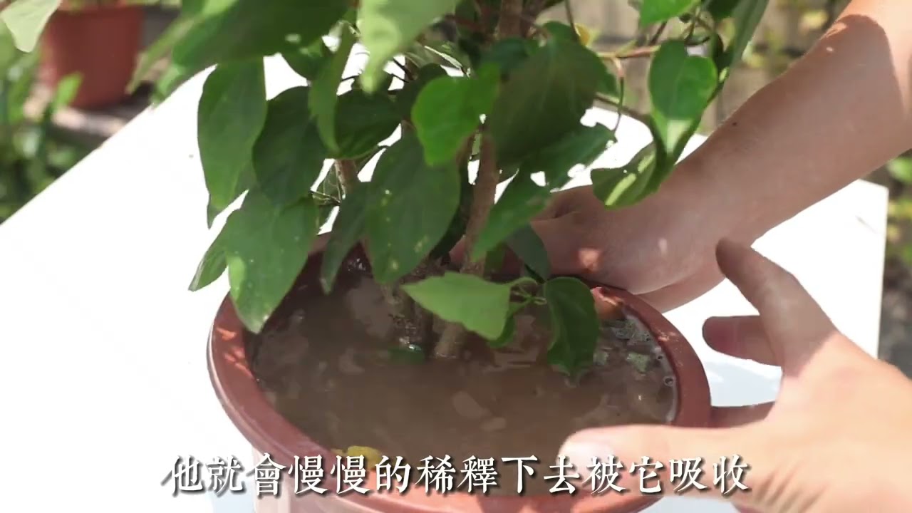 扶桑花怎麽養？園藝師教你，扶桑花的詳細養護技巧