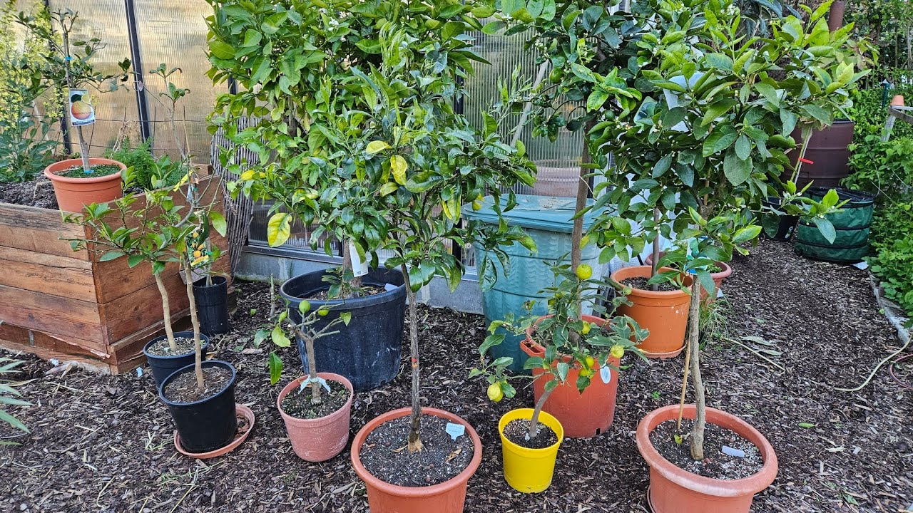 Zitrusbaum Rundgang. Komplette Tour duch meinen Exotengarten. Zitronen, Orangen, Limetten und mehr.
