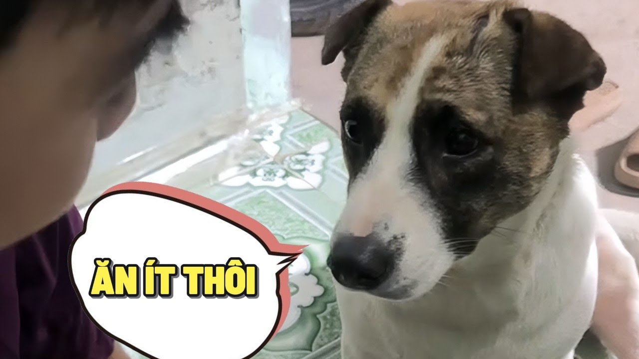 Chú Chó bức xúc vì khách tới nhà chơi nhưng ăn quá nhiều 😂