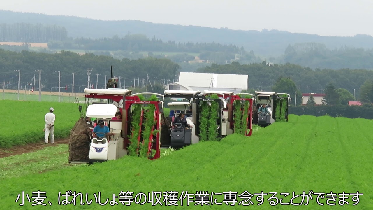 【音更町】にんじんの収穫