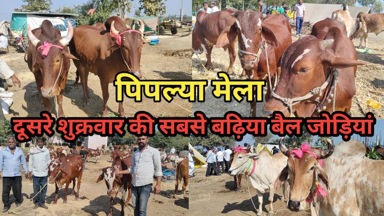 👌दूसरा शुक्रवार #पिपल्या_मेला की शानदार बैल जोड़ियां देखिए || निमाड़ी बैलजोड़ी फुल हाइट में👍