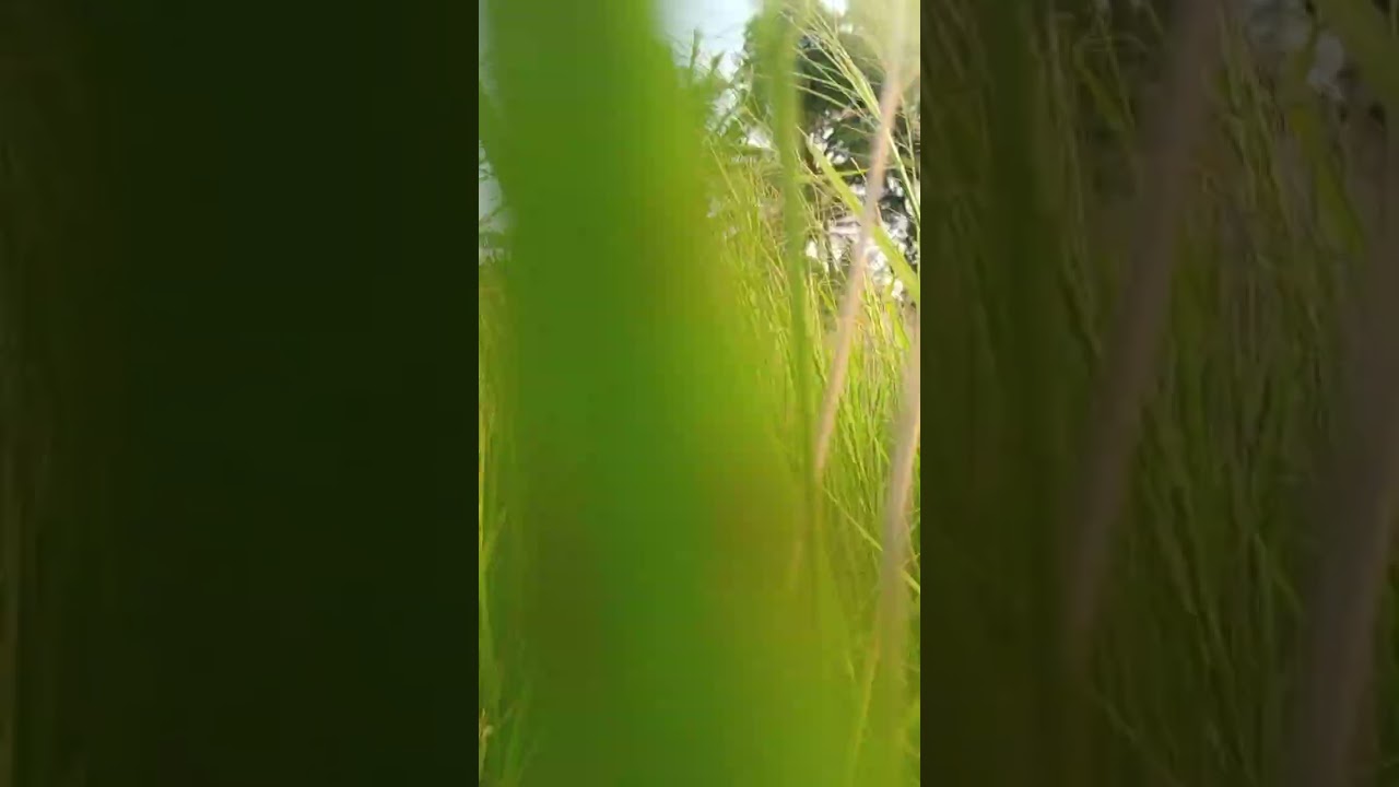 For ASMR SOUND Addict