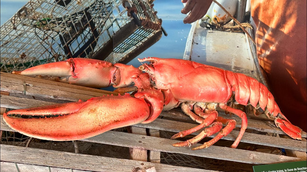 TRAVEL VLOG#2: New Brunswick and the Giant Lobster 