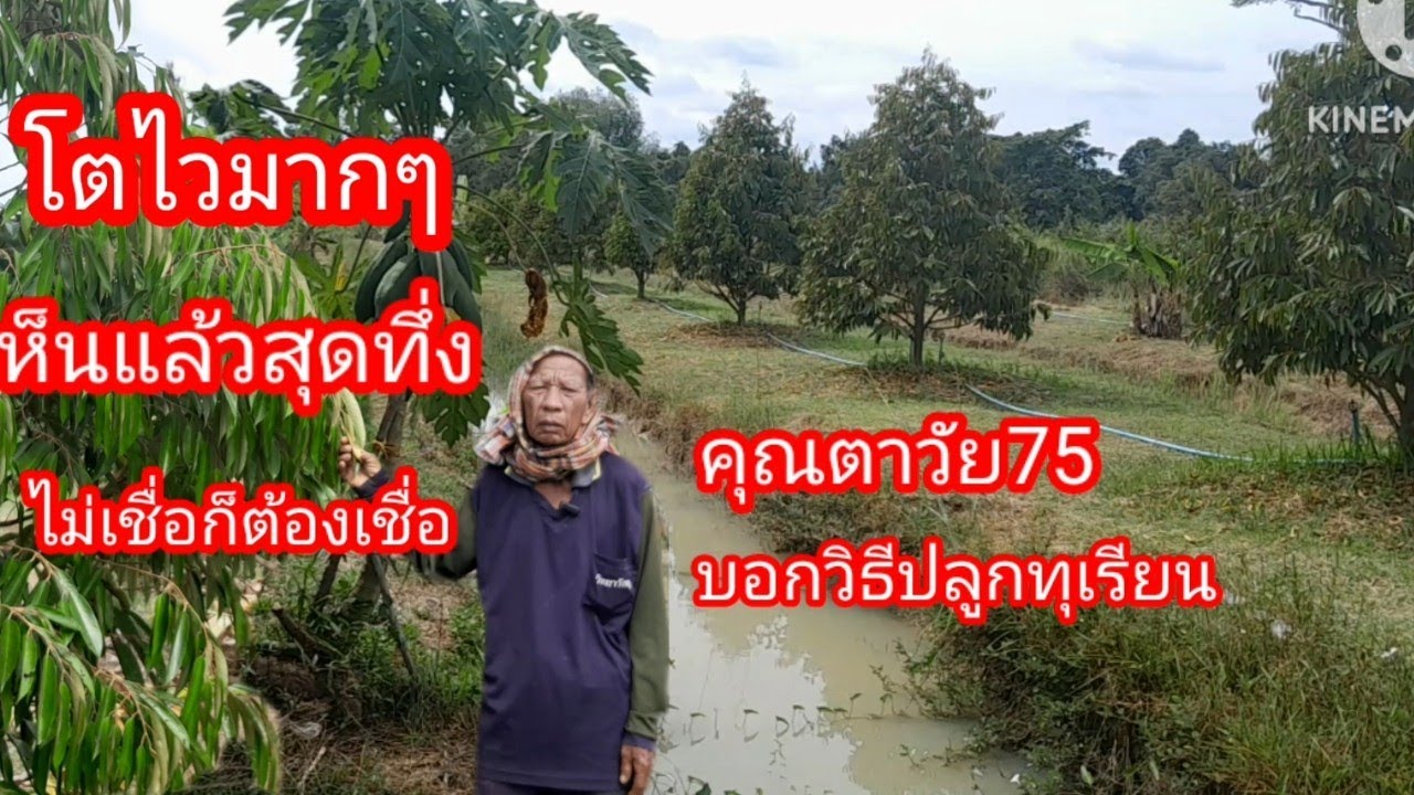#ปรับเปลี่ยนที่นามาปลูกทุเรียน#คุณตาวัย75ปีเผยวิธีปลูกทุเรียนแบบขยายราก#โตเร็วมากๆ