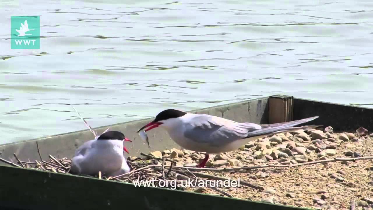 WWT Arundel - Common Tern Chicks