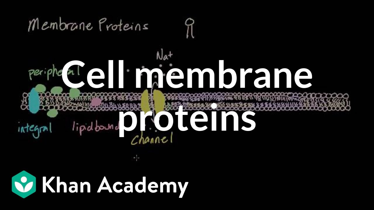 Cell membrane proteins | Cells | MCAT | Khan Academy