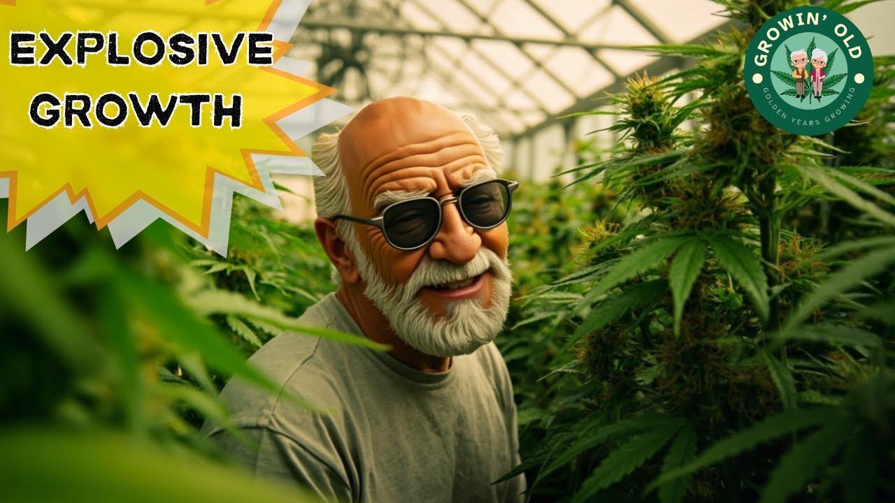 Mind-Blowing Cannabis Plant Growth in Our Greenhouse!