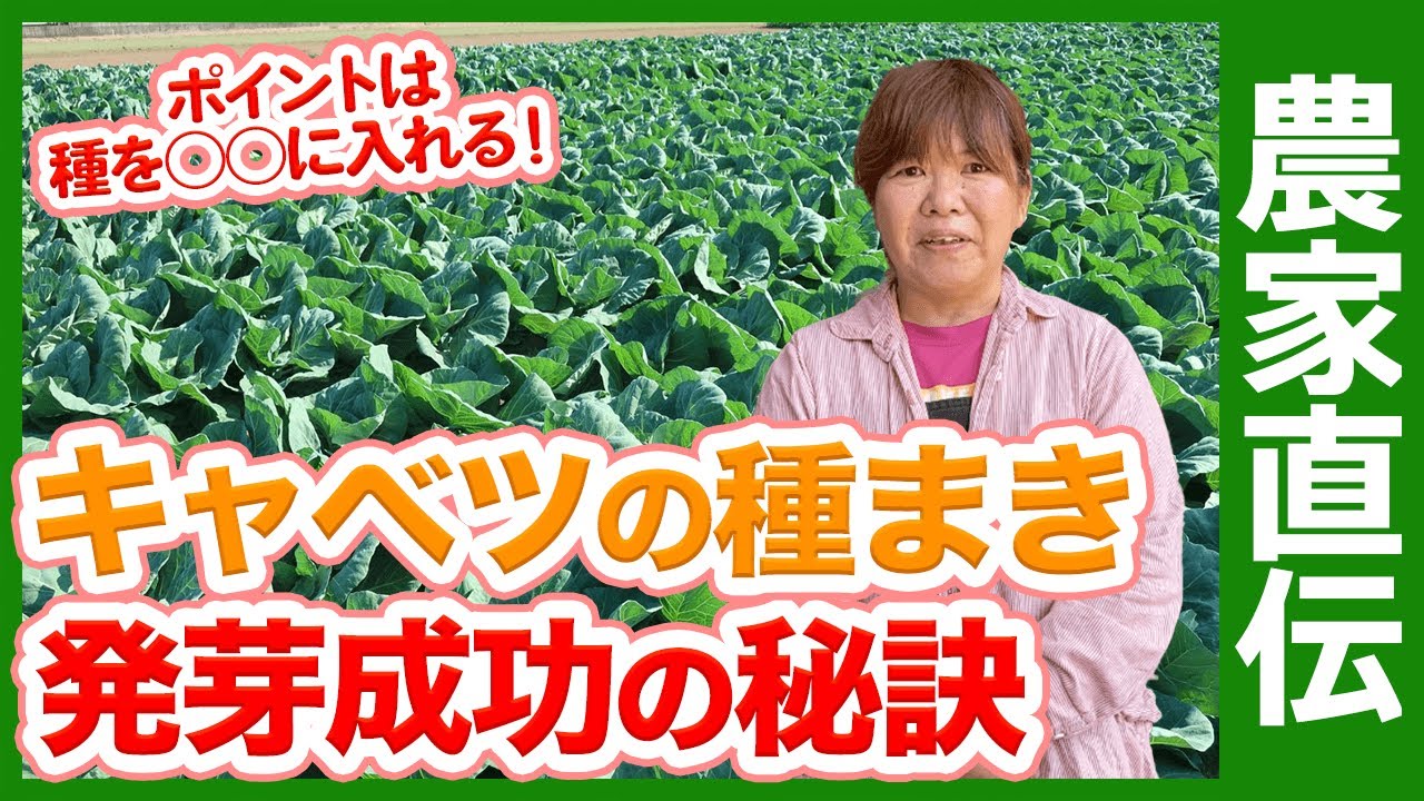キャベツを発芽させる農家の技！家庭菜園でも種から大きな実を収穫するポイントを紹介【農家直伝】
