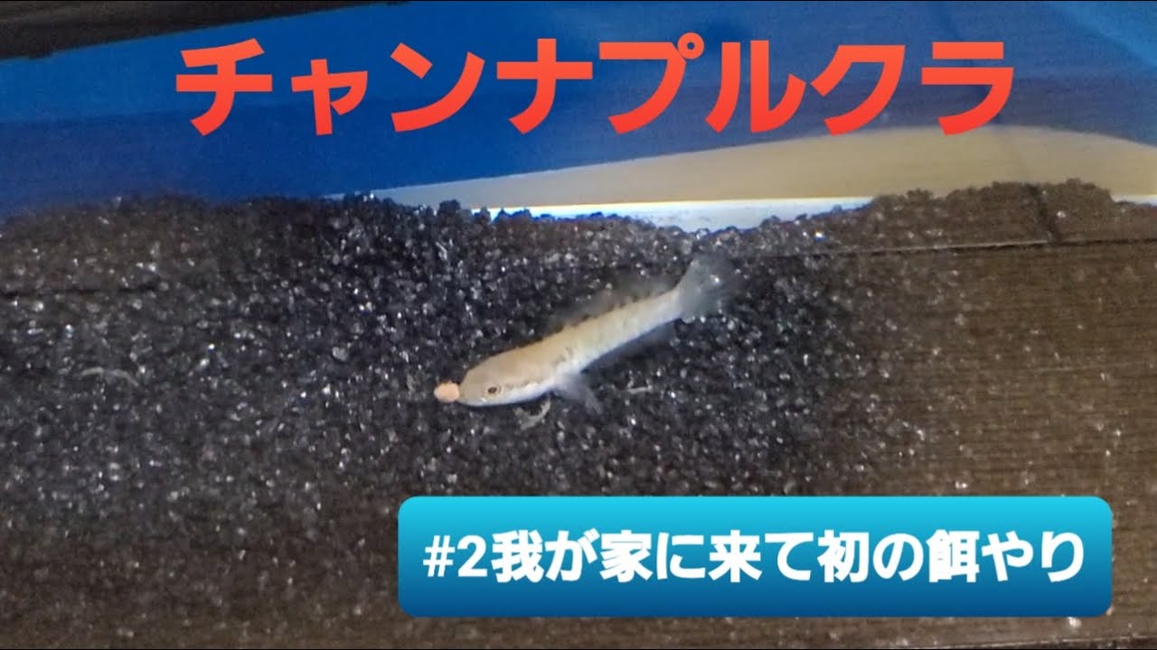 【チャンナプルクラ】#2 我が家に来て初の餌やり！！