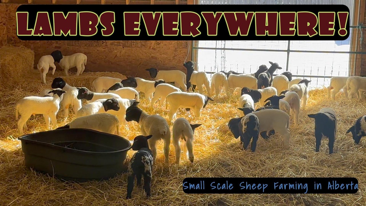 There Are Lambs EVERYWHERE!!! | Group 2 Lambing Almost Complete | vlog70