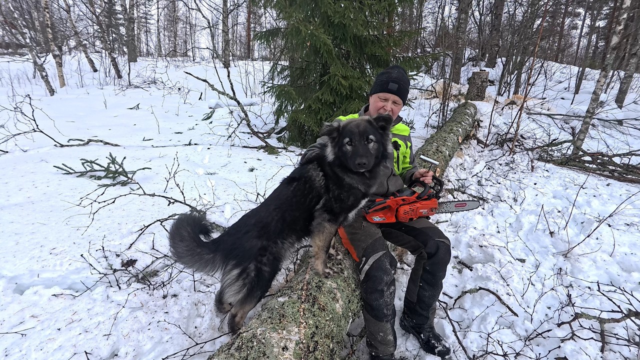 Kaksi suurta koivua pötkölleen