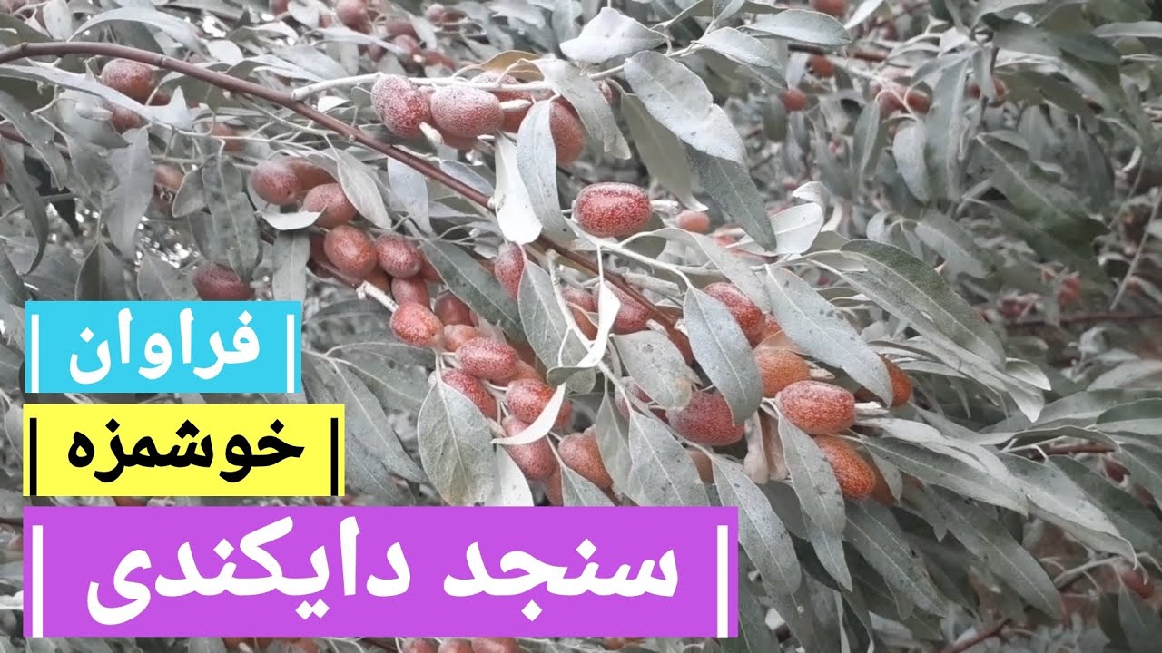 سنجد خوشمزه دایکندی | فراوان | مفید و ارزشمند |