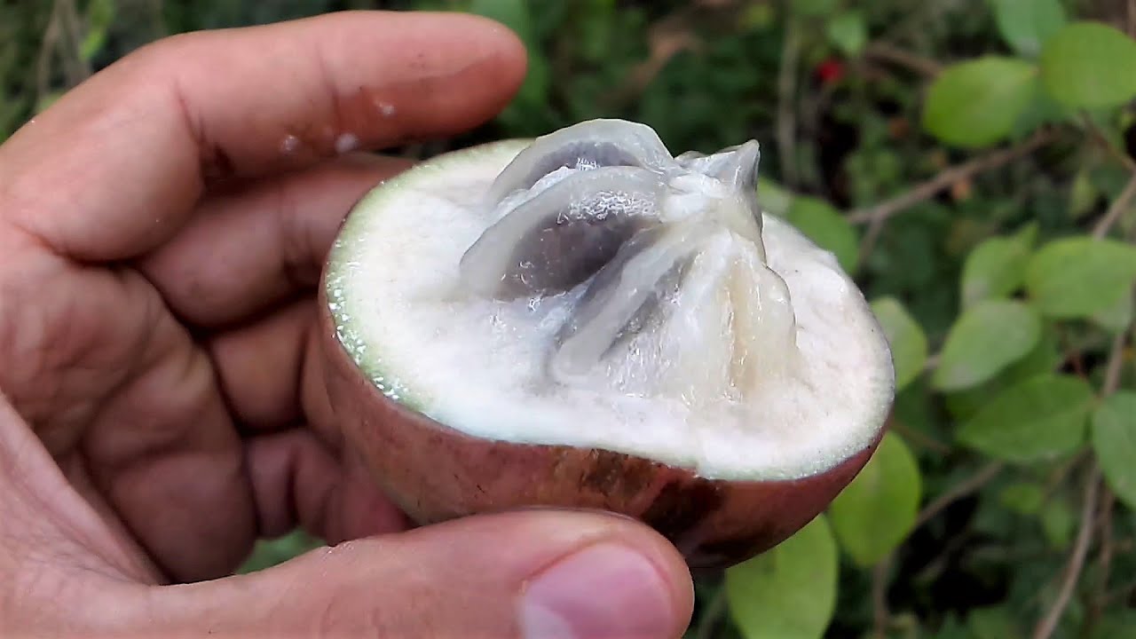 Caimito, cainito, caimo morado, cayumito, kayimit, abiaba, aguaí, Chrysophyllum cainito