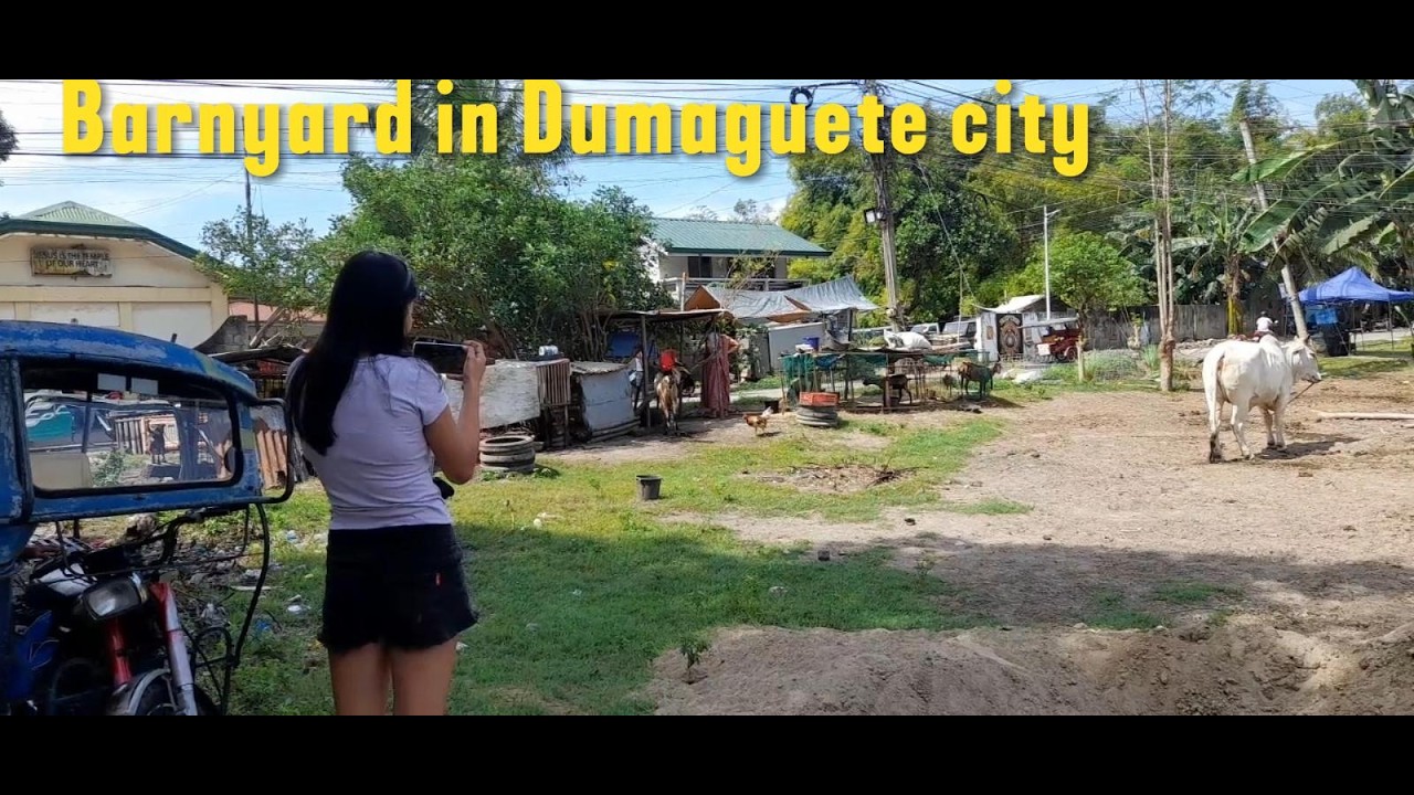 Barnyard in Dumaguete City       Retired In Philippines