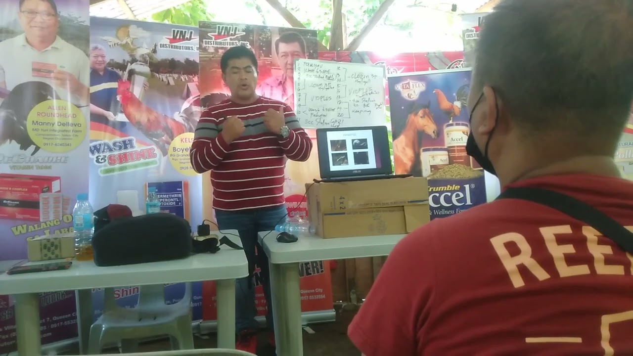21 days condationing of doc nilo magtibay#chicken  #vnj #simenar