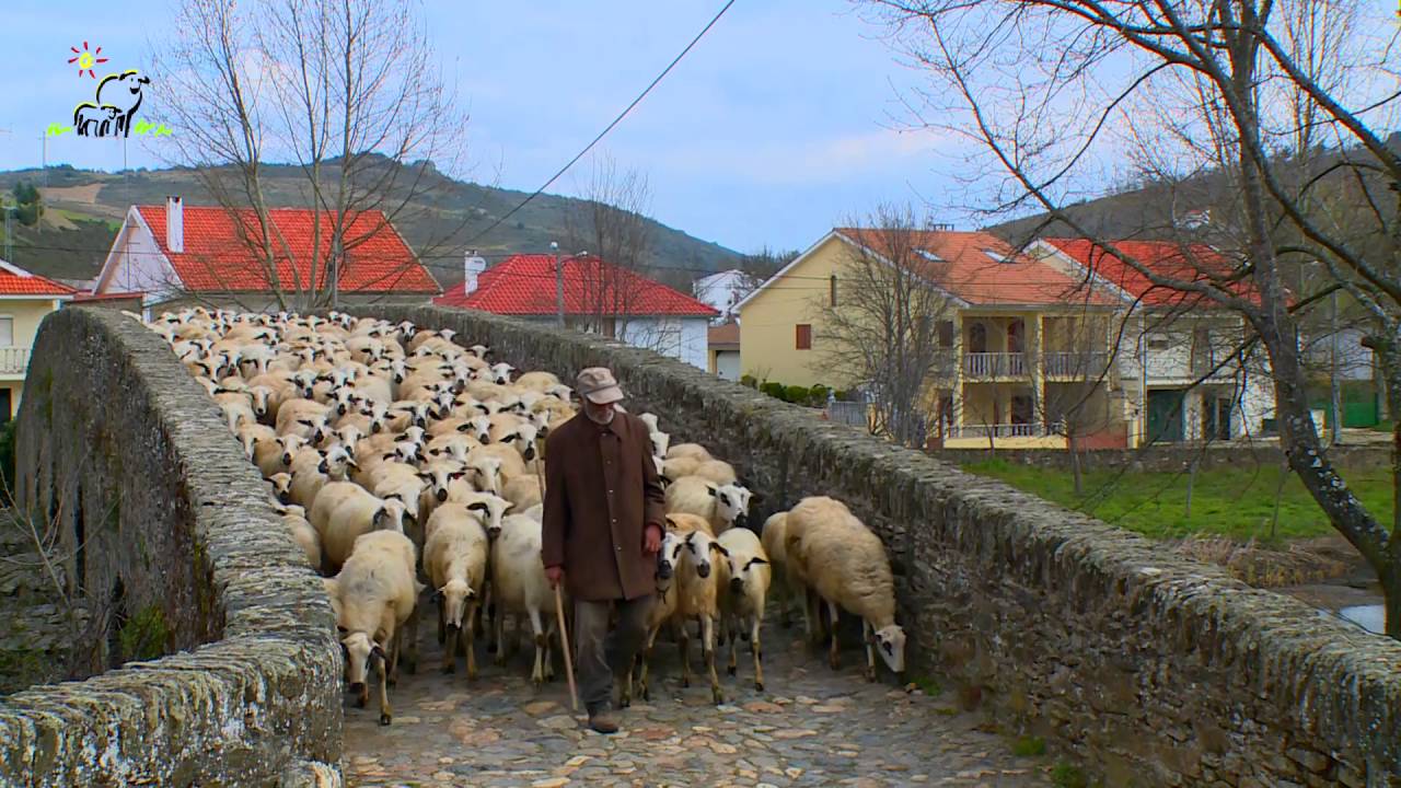 90 segundos com a raça ovina Churra Galega Bragançana