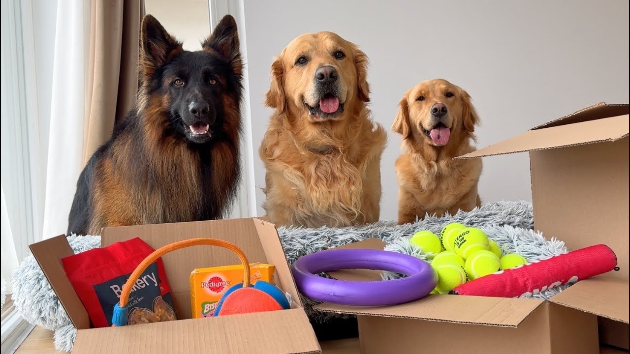 We Moved! Dog Reaction To The New House