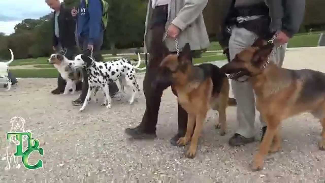 Tenue de Chien  Cours collectif du 17/08/2014