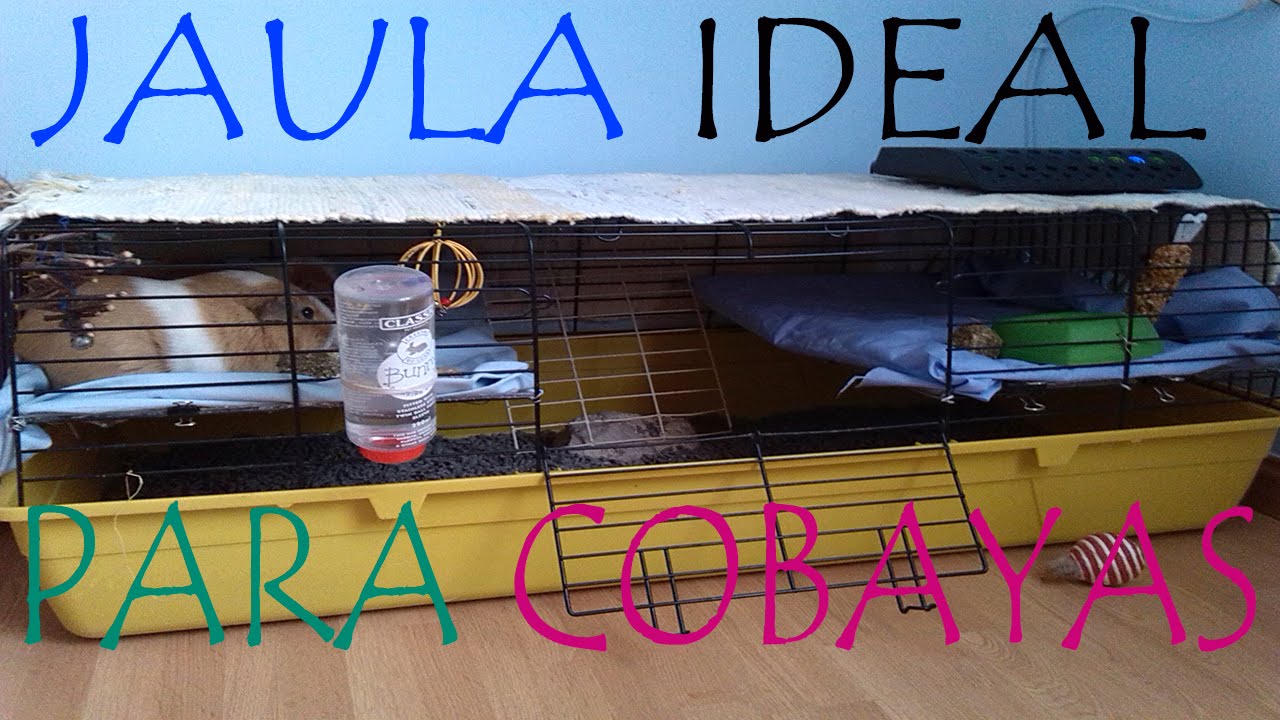 LA JAULA IDEAL PARA COBAYAS / 2 PISOS EN LA MISMA JAULA Y JAULA ABIERTA