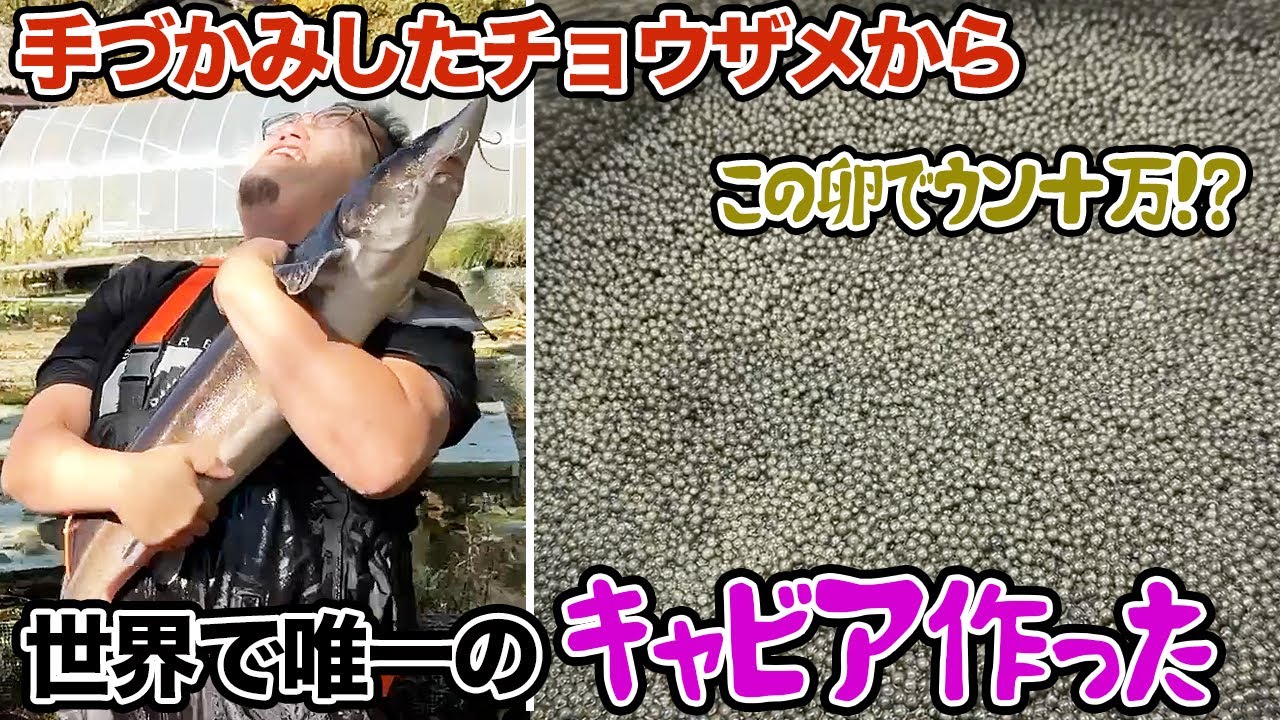 手づかみしたチョウザメから世界で唯一のキャビア作った