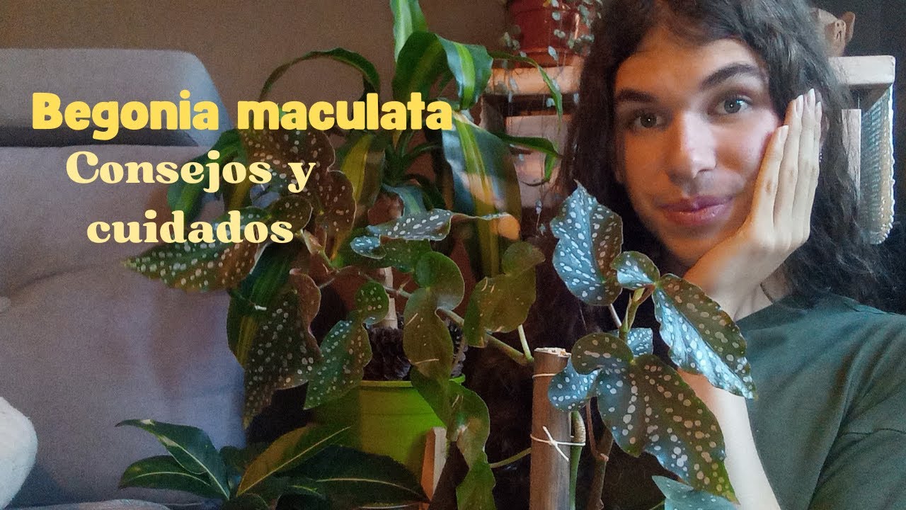 CUIDADOS Y FERTILIZACIÓN BEGONIA MACULATA 🌱 (Begonia ala de angel)