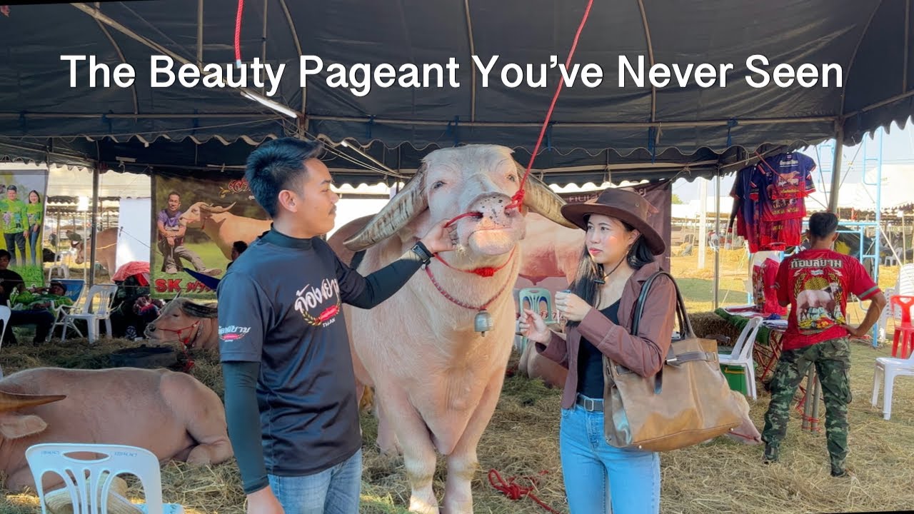 Подробности тайского конкурса красоты «Водяной буйвол»