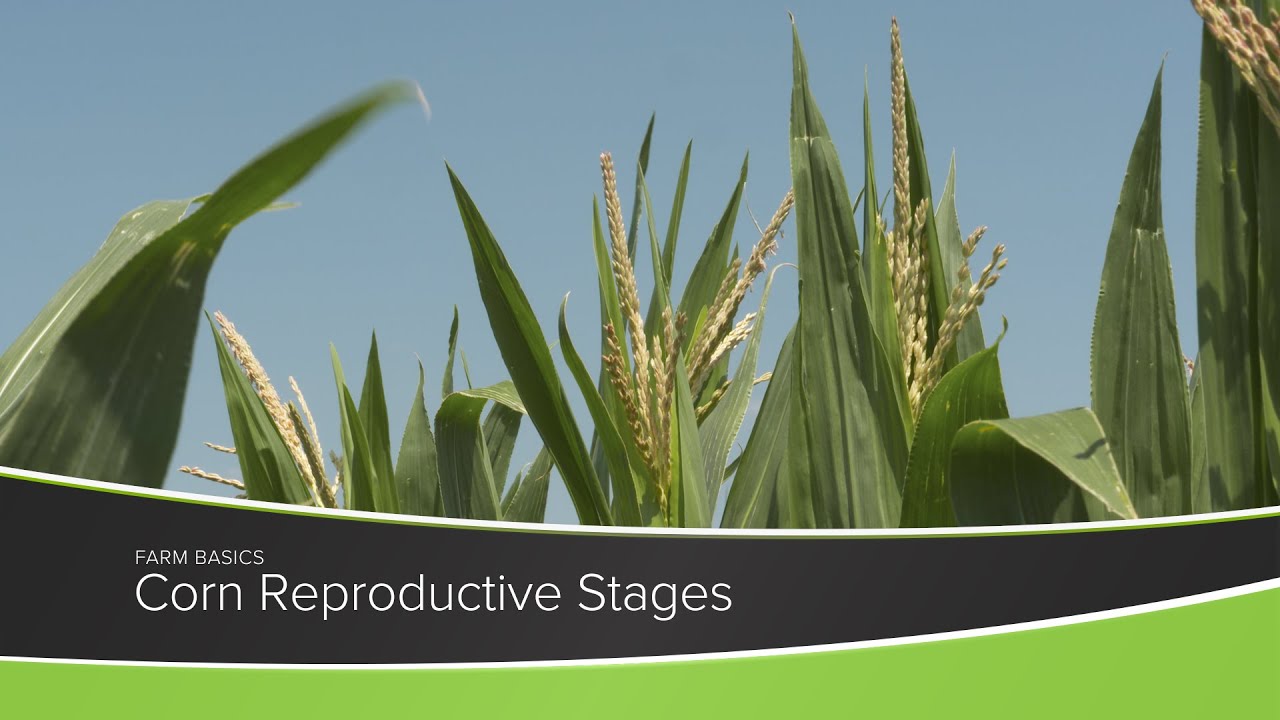 Репродуктивные стадии кукурузы